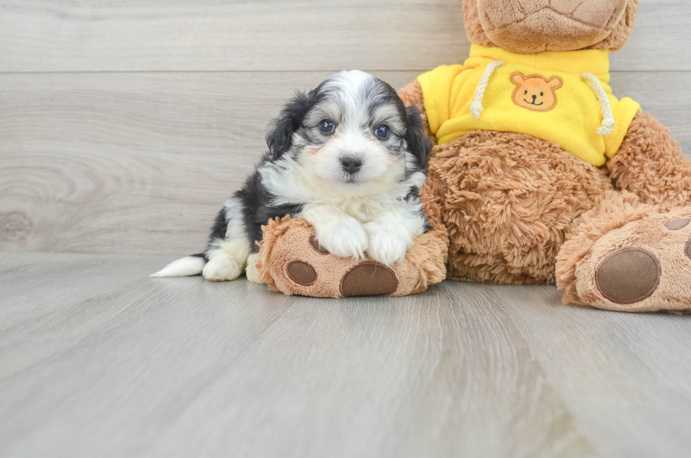 7 week old Aussiechon Puppy For Sale - Lone Star Pups