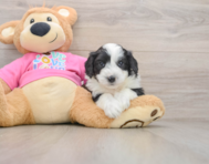 8 week old Aussiechon Puppy For Sale - Lone Star Pups