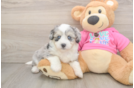 Aussiechon Puppy for Adoption