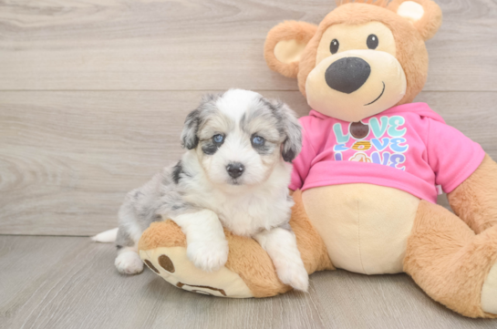 Aussiechon Puppy for Adoption