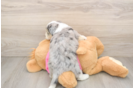 Aussiechon Puppy for Adoption