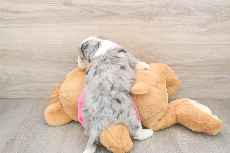 Aussiechon Puppy for Adoption