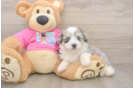 Cute Aussiechon Baby