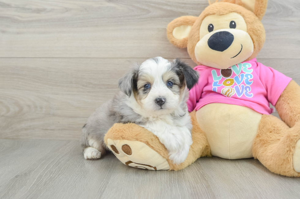 8 week old Aussiechon Puppy For Sale - Lone Star Pups