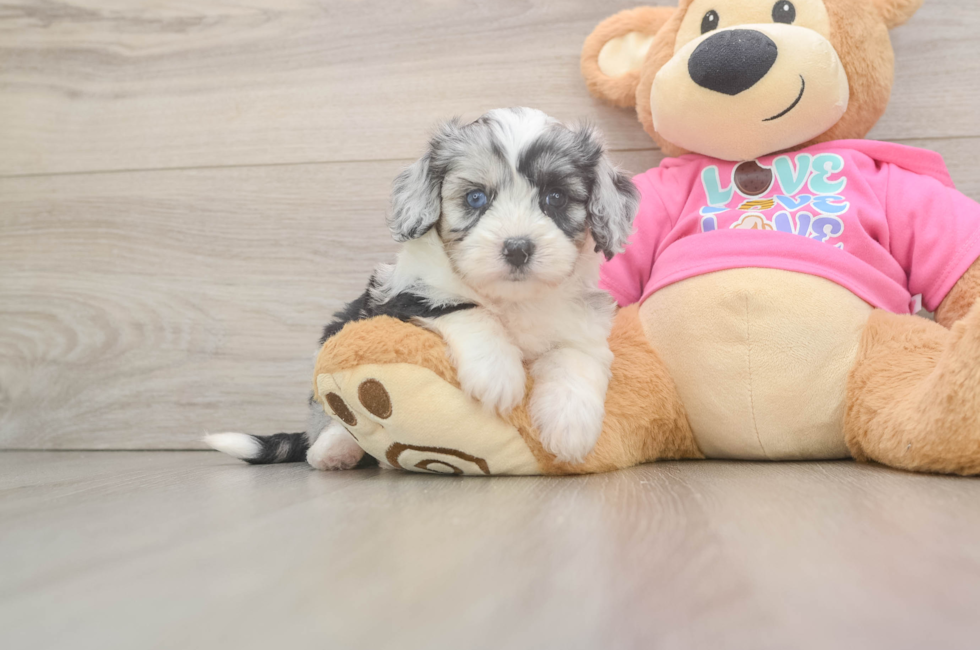 5 week old Aussiechon Puppy For Sale - Lone Star Pups
