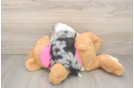 Adorable Aussie Bichon Designer Puppy