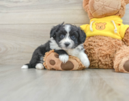 8 week old Aussiechon Puppy For Sale - Lone Star Pups