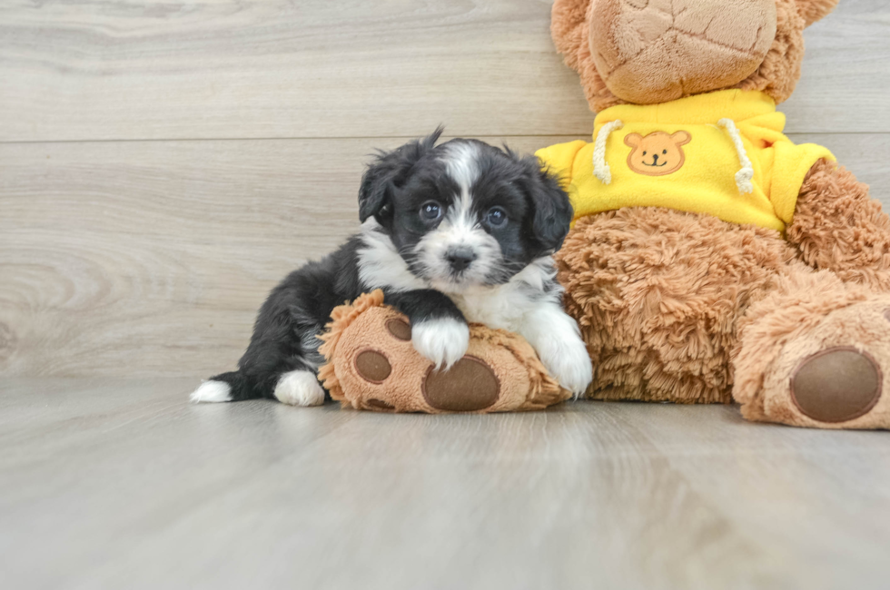 8 week old Aussiechon Puppy For Sale - Lone Star Pups