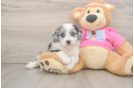 Best Aussiechon Baby