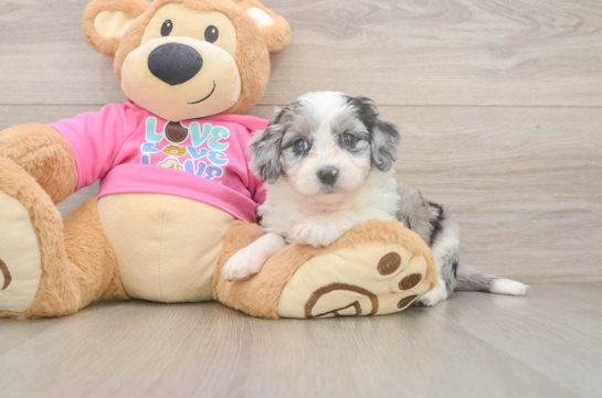 Best Aussiechon Baby
