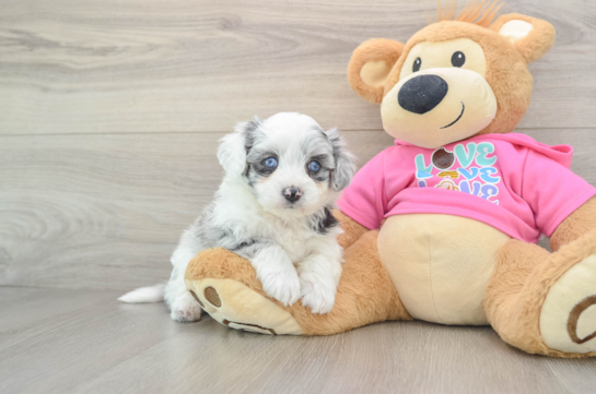 Aussiechon Pup Being Cute