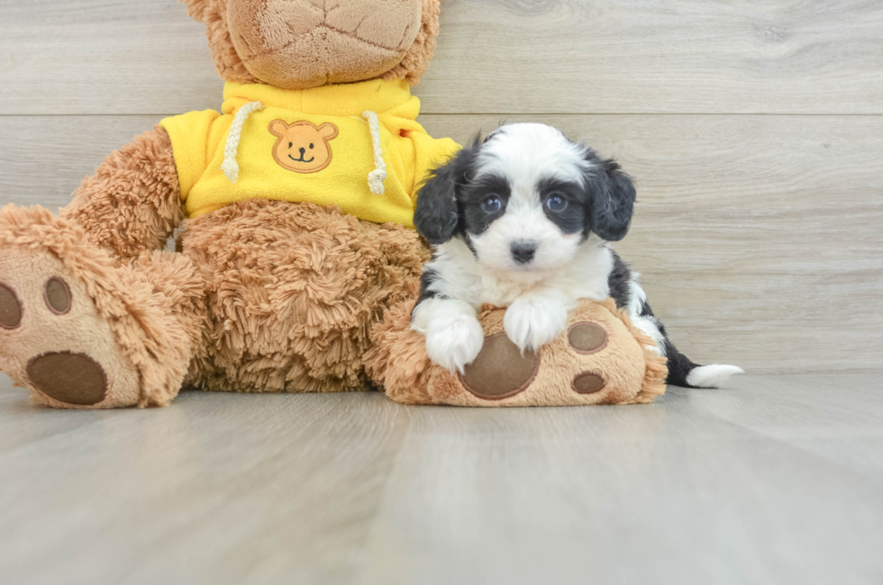 7 week old Aussiechon Puppy For Sale - Lone Star Pups