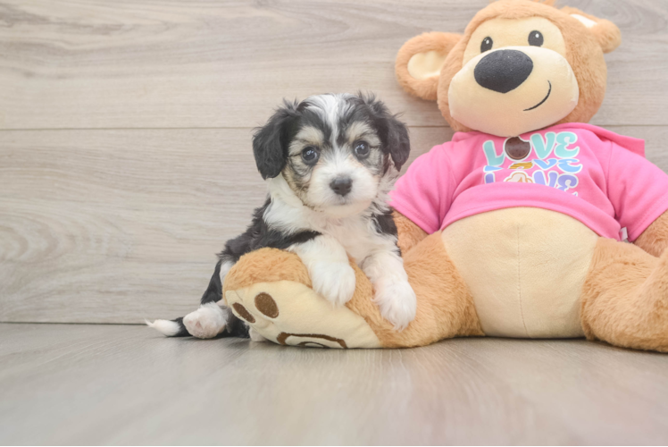 Aussiechon Puppy for Adoption