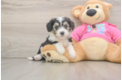 Aussiechon Puppy for Adoption