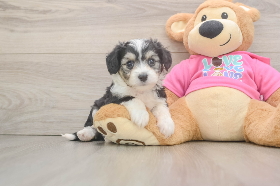 5 week old Aussiechon Puppy For Sale - Lone Star Pups