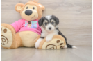 Best Aussiechon Baby
