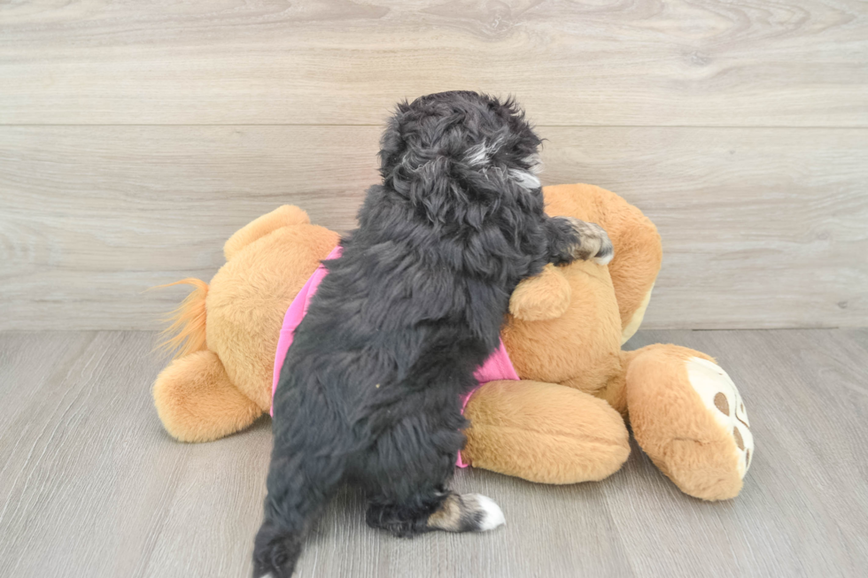 Small Aussiechon Baby