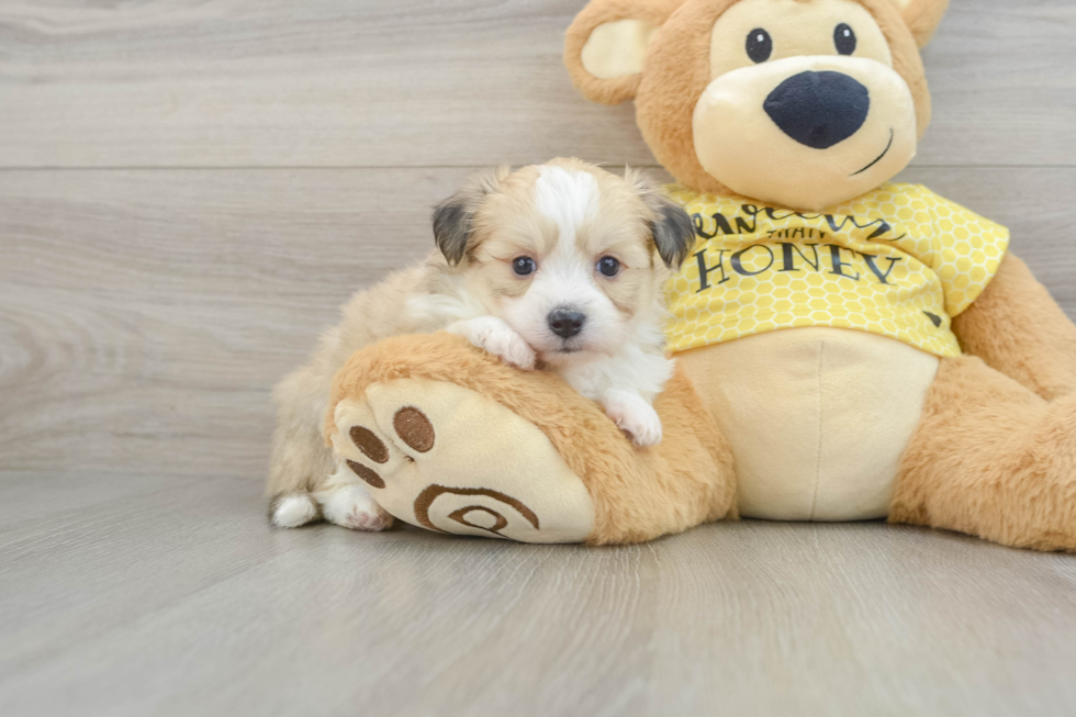 Adorable Aussie Bichon Designer Puppy