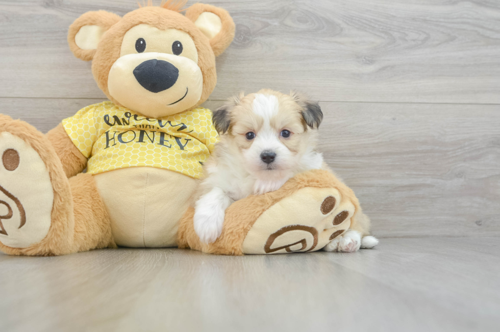 5 week old Aussiechon Puppy For Sale - Lone Star Pups