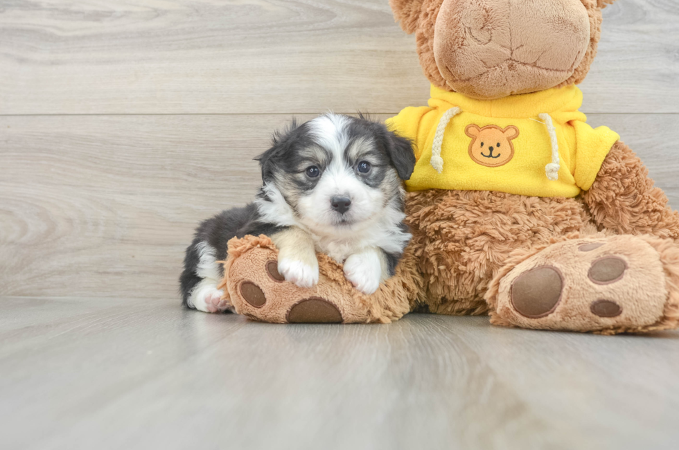 6 week old Aussiechon Puppy For Sale - Lone Star Pups