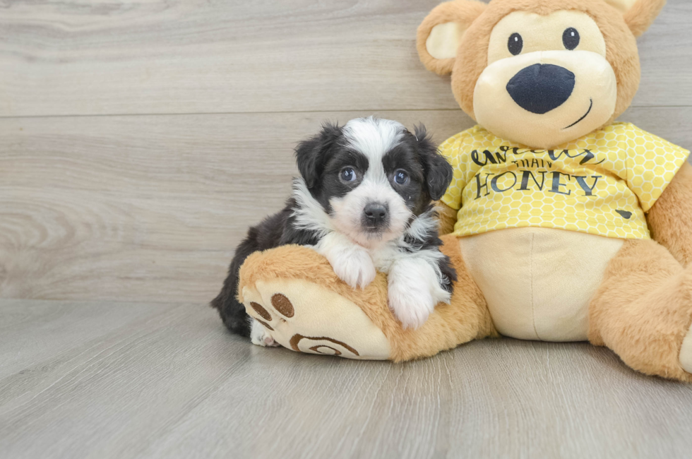 5 week old Aussiechon Puppy For Sale - Lone Star Pups