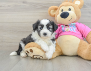 5 week old Aussiechon Puppy For Sale - Lone Star Pups