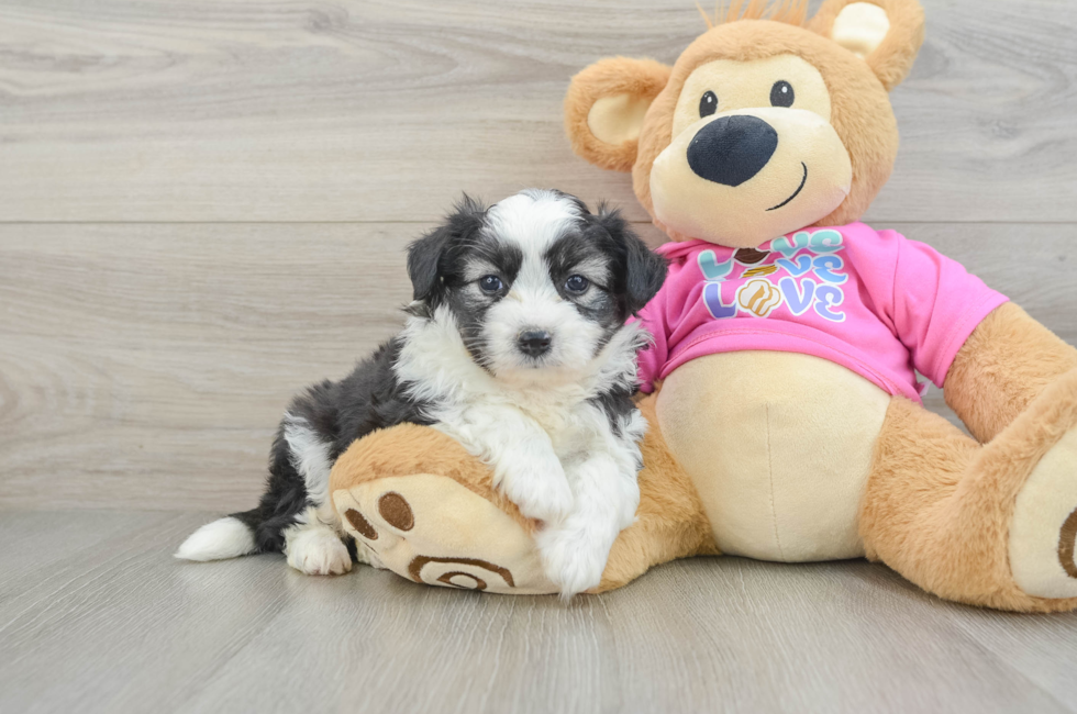 5 week old Aussiechon Puppy For Sale - Lone Star Pups