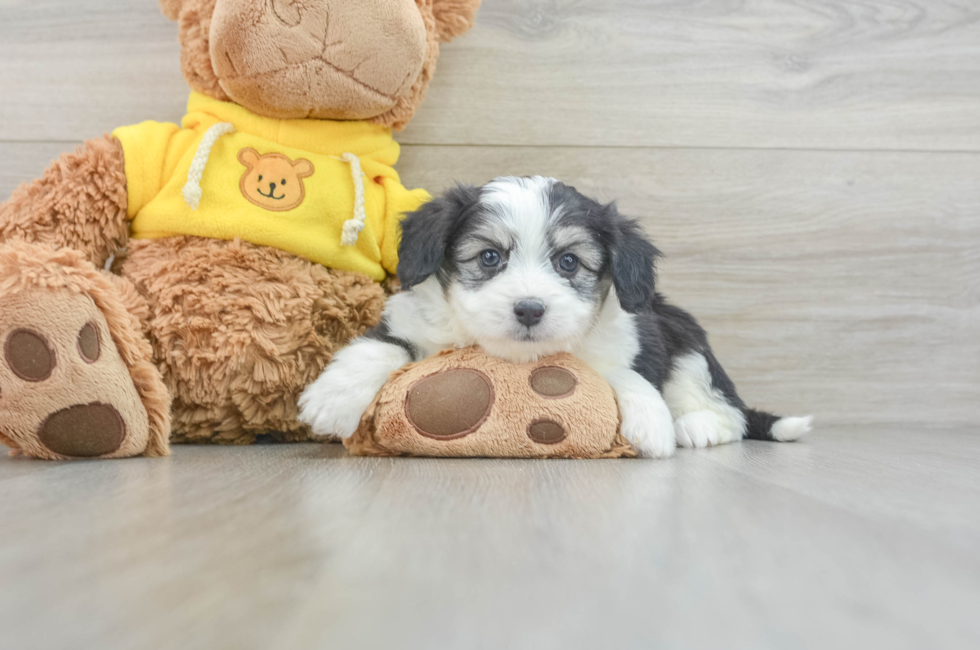 6 week old Aussiechon Puppy For Sale - Lone Star Pups