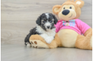 Fluffy Aussiechon Designer Pup