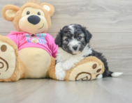 5 week old Aussiechon Puppy For Sale - Lone Star Pups