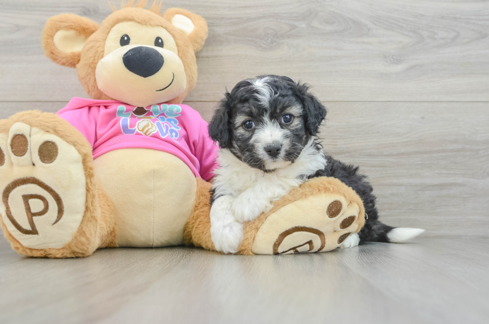 5 week old Aussiechon Puppy For Sale - Lone Star Pups
