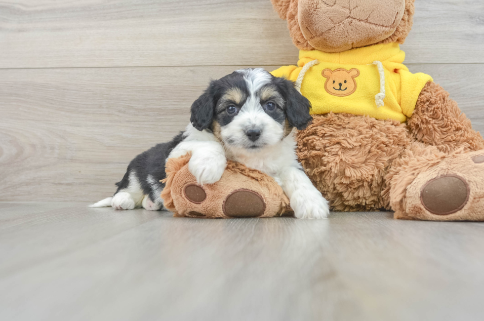 6 week old Aussiechon Puppy For Sale - Lone Star Pups