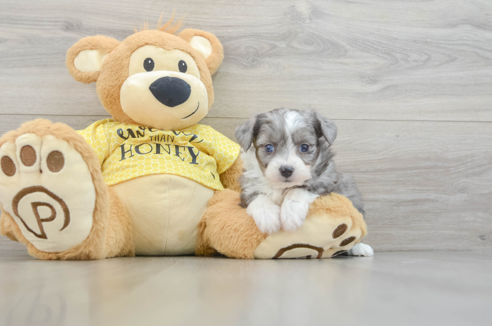 5 week old Aussiechon Puppy For Sale - Lone Star Pups