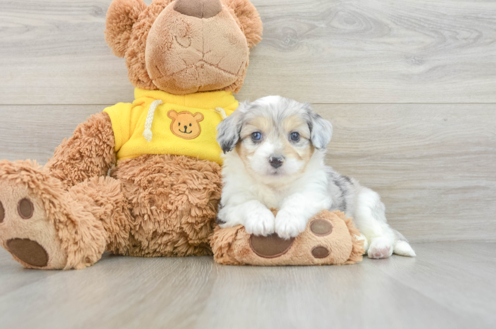 5 week old Aussiechon Puppy For Sale - Lone Star Pups