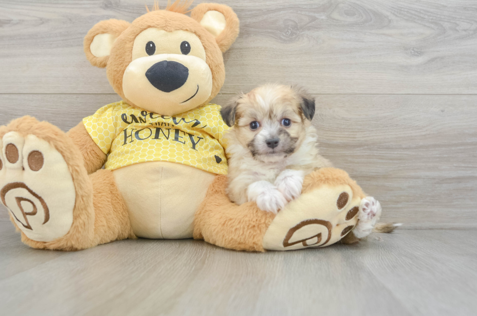 5 week old Aussiechon Puppy For Sale - Lone Star Pups