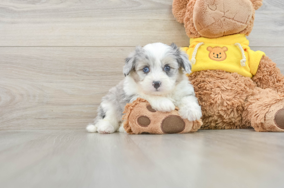 5 week old Aussiechon Puppy For Sale - Lone Star Pups