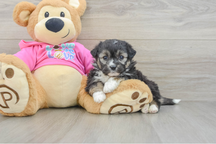 Aussiechon Pup Being Cute