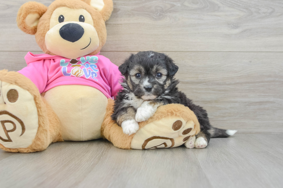 5 week old Aussiechon Puppy For Sale - Lone Star Pups