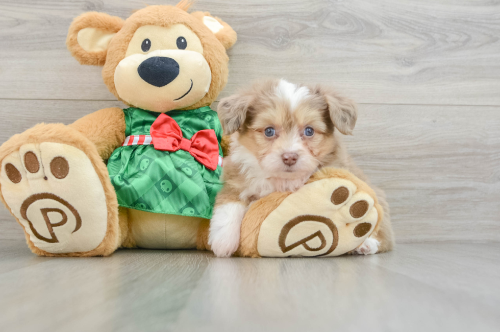 6 week old Aussiechon Puppy For Sale - Lone Star Pups