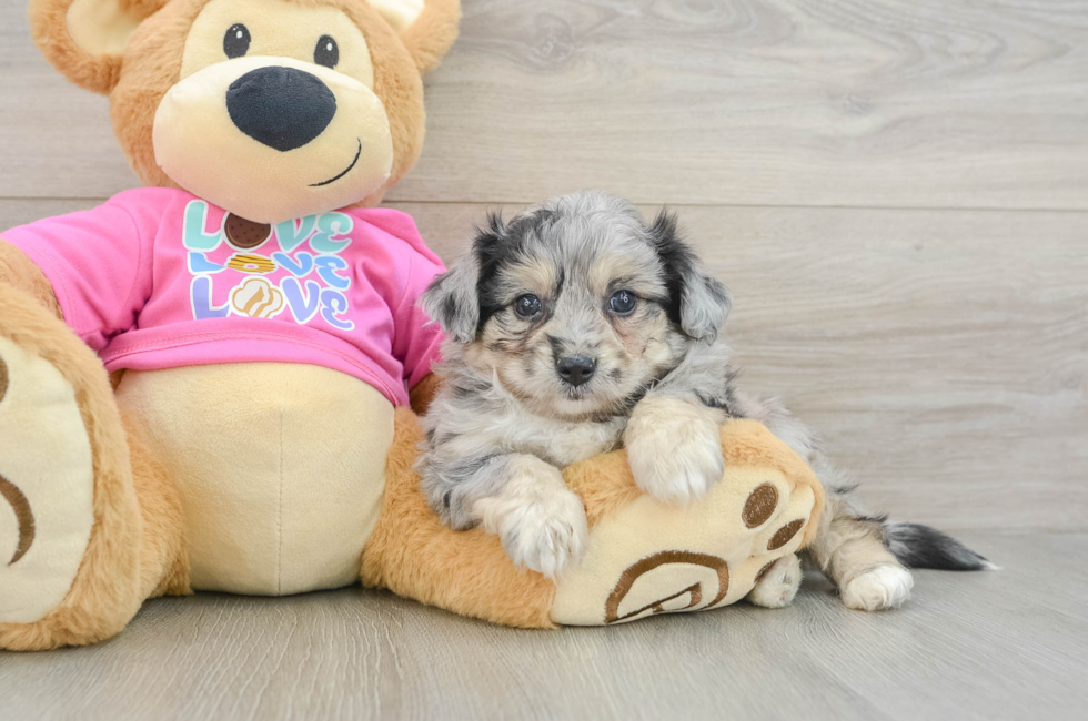 5 week old Aussiechon Puppy For Sale - Lone Star Pups