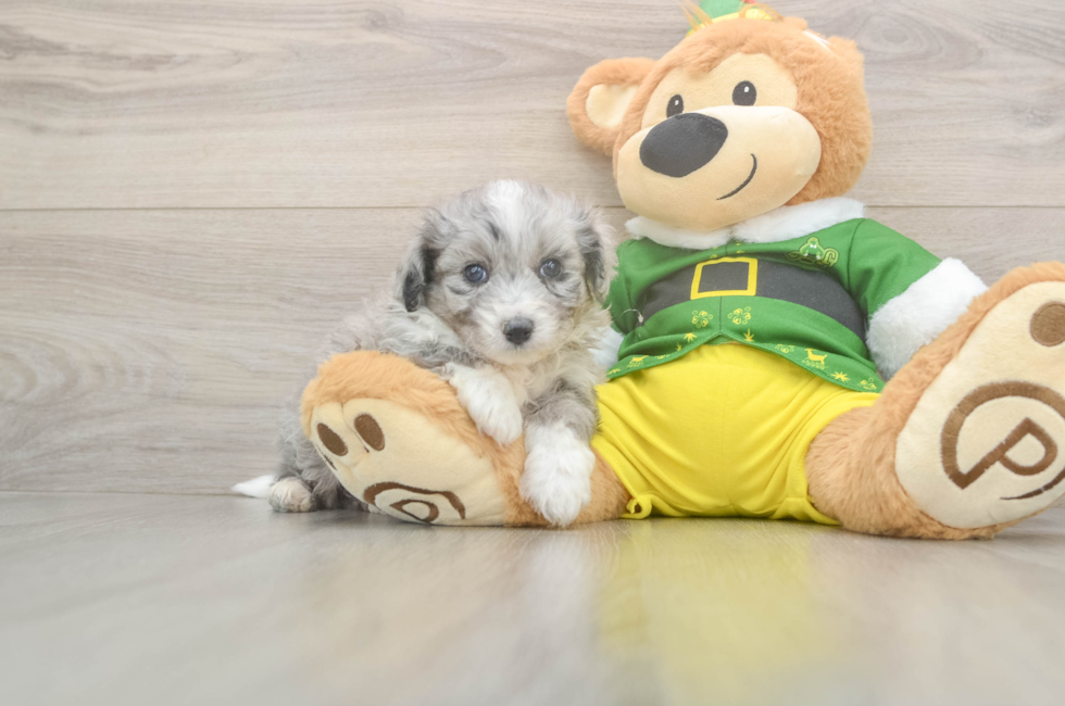 5 week old Aussiechon Puppy For Sale - Lone Star Pups