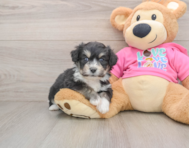 7 week old Aussiechon Puppy For Sale - Lone Star Pups