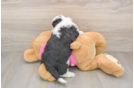 Little Aussie Bichon Designer Puppy