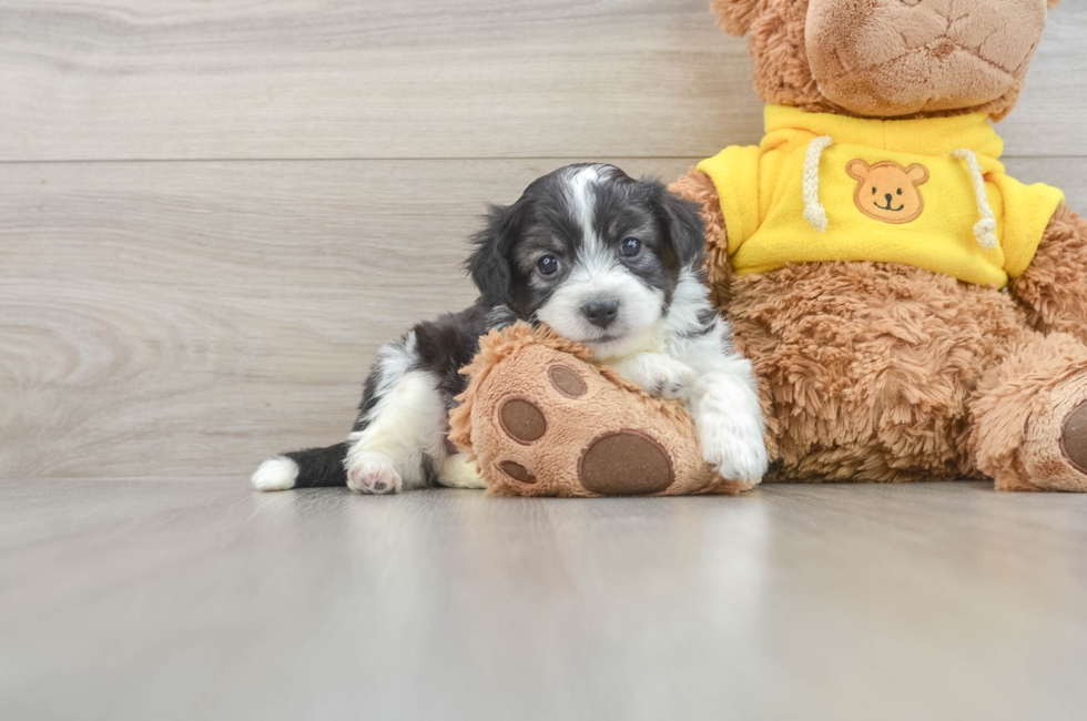 6 week old Aussiechon Puppy For Sale - Lone Star Pups