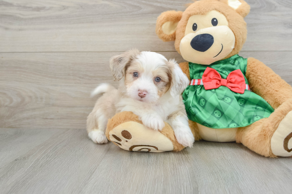 Aussiechon Puppy for Adoption