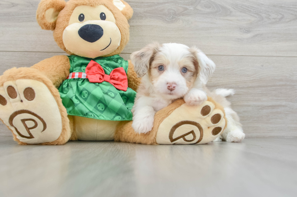 6 week old Aussiechon Puppy For Sale - Lone Star Pups