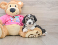 8 week old Aussiechon Puppy For Sale - Lone Star Pups