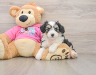 5 week old Aussiechon Puppy For Sale - Lone Star Pups