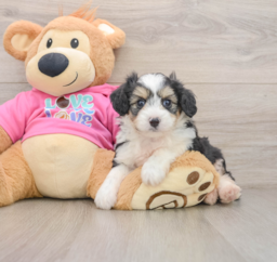 5 week old Aussiechon Puppy For Sale - Lone Star Pups