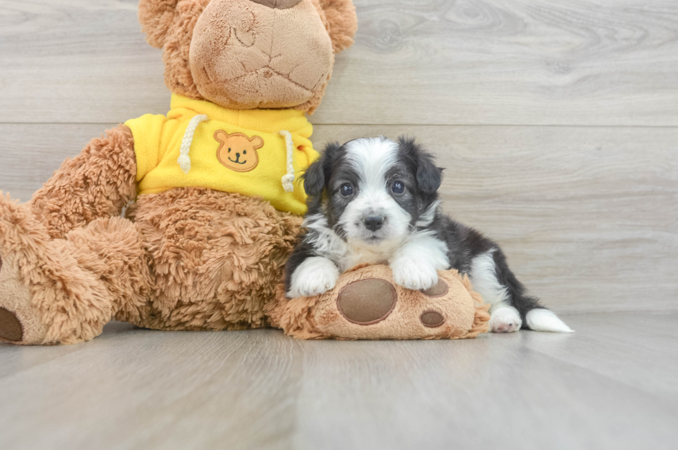 6 week old Aussiechon Puppy For Sale - Lone Star Pups